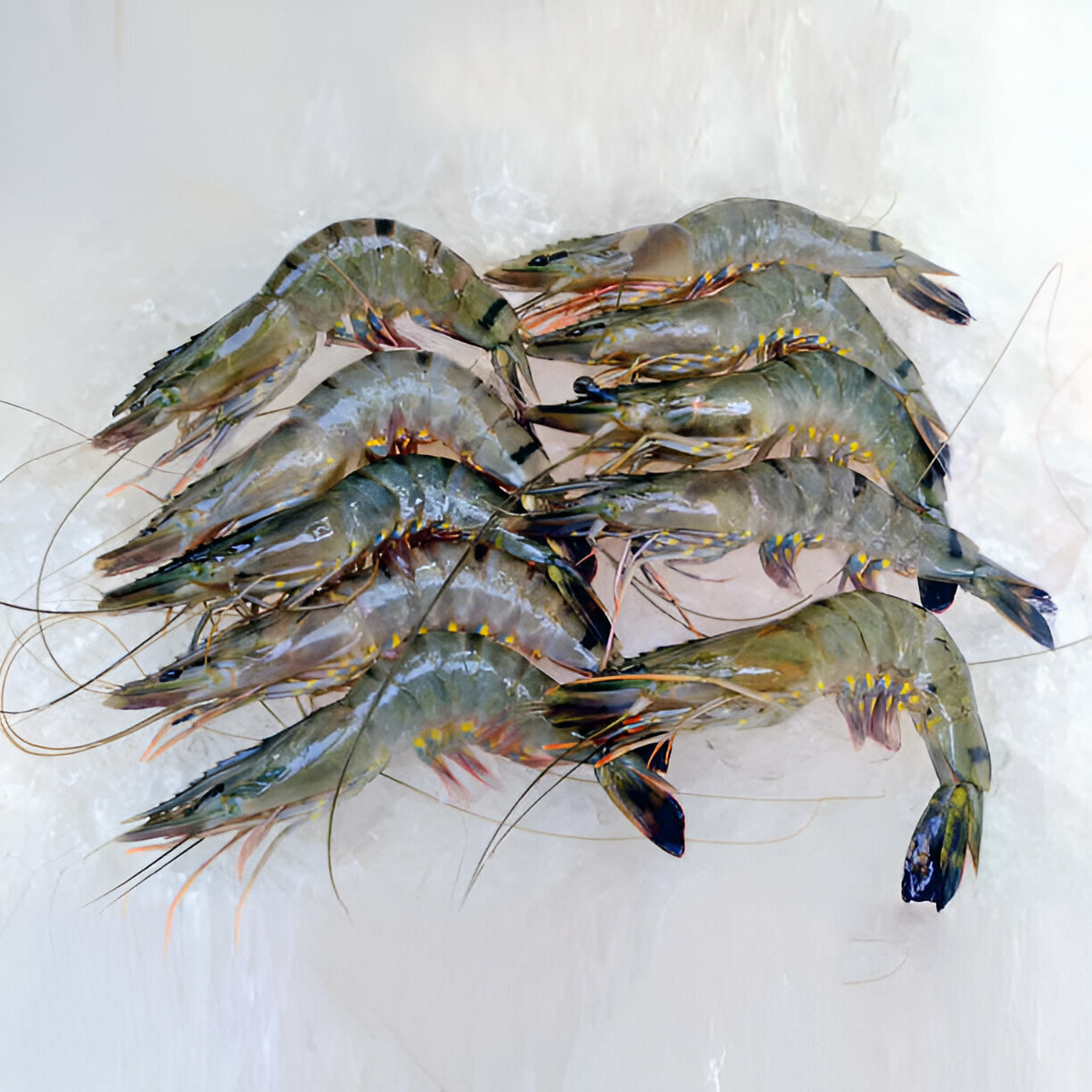 Shrimp From Bangladesh